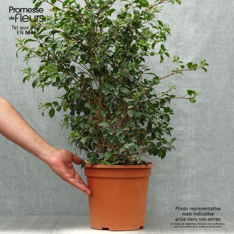 Spécimen de Eugenia myrtifolia New Port - Myrte d'Australie Pot de 7,5L/10L tel que livré au printemps
