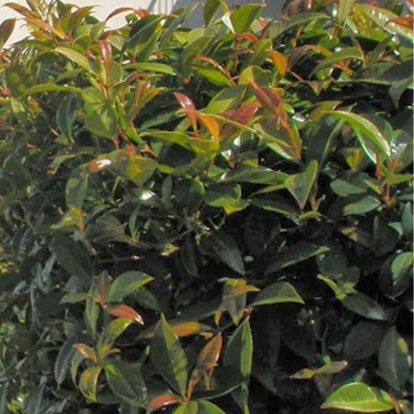 Eugenia myrtifolia New Port - Myrte d'Australie (Feuillage)