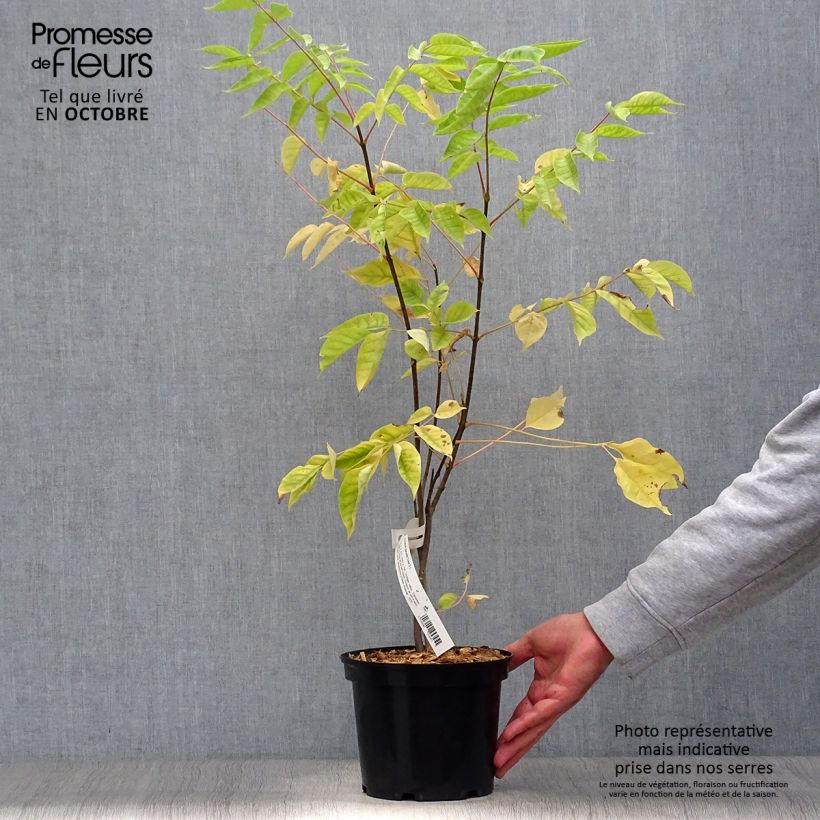 Spécimen de Euodia danielii - Arbre à miel Pot de 2L/3L tel que livré en automne