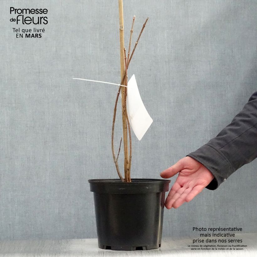 Spécimen de Euodia danielii - Arbre à miel Pot de 4L/5LHauteur livrée env. 30/40cm tel que livré au printemps