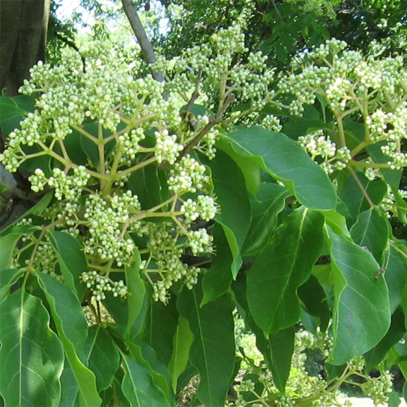 Euodia danielii - Arbre à miel (Floraison)