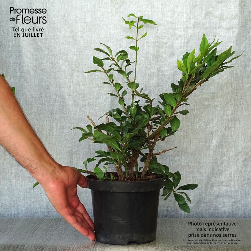 Spécimen de Euonymus alatus - Fusain ailé Pot de 2L/3L tel que livré en été
