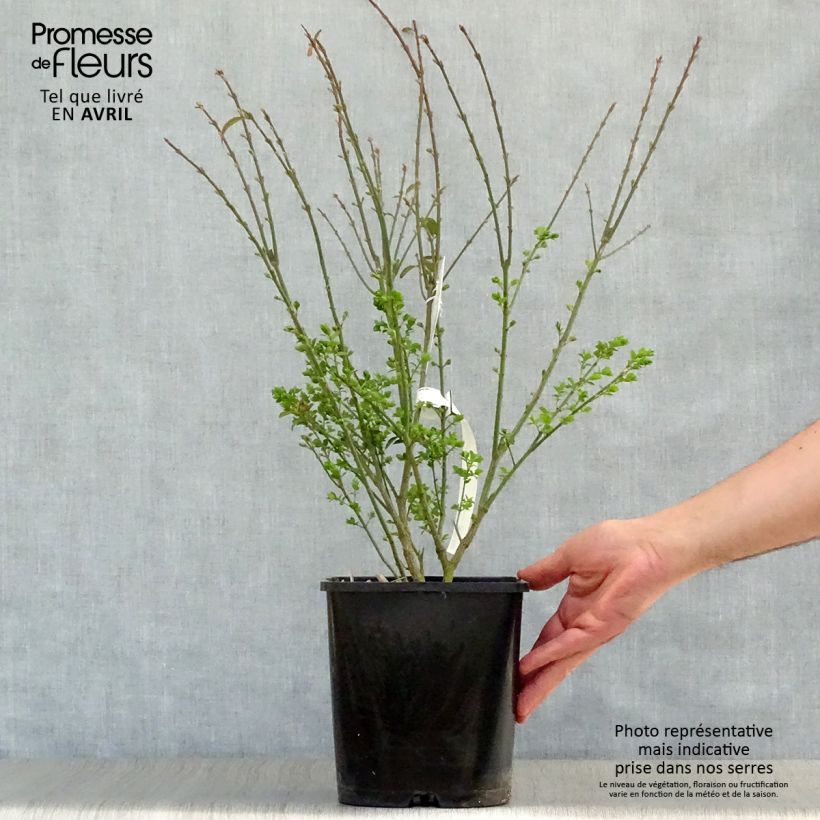 Spécimen de Euonymus alatus Ciliatodentatus - Fusain ailé Pot de 4L tel que livré au printemps