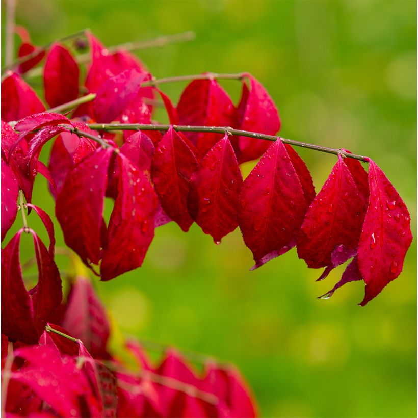 Euonymus alatus Ciliatodentatus - Fusain ailé (Feuillage)