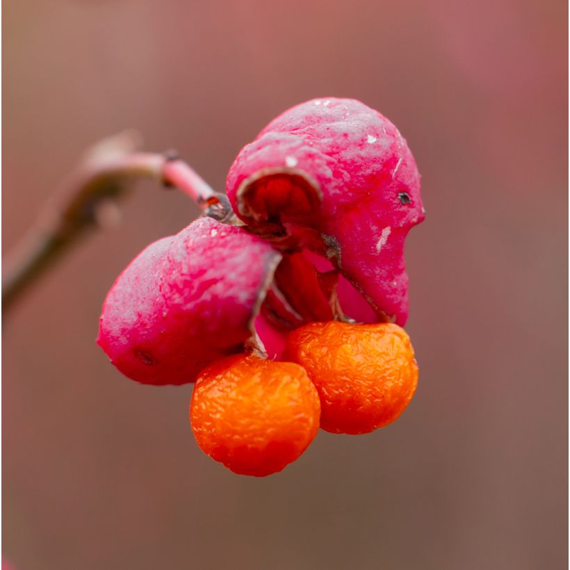 Euonymus alatus Ciliatodentatus - Fusain ailé (Récolte)