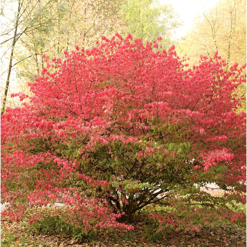 Euonymus alatus Ciliatodentatus - Fusain ailé (Port)