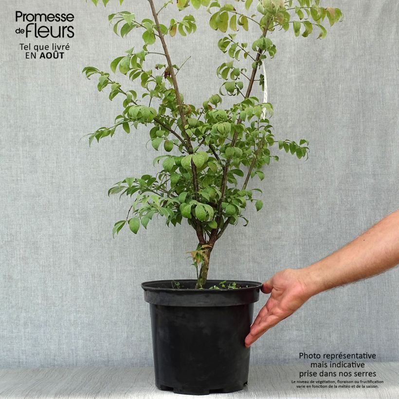 Spécimen de Euonymus alatus Compactus - Fusain ailé nain Pot de 7,5L/10L tel que livré en été