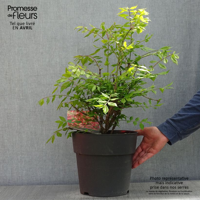 Spécimen de Euonymus alatus - Fusain ailé en pot de 7,5L/10L tel que livré au printemps