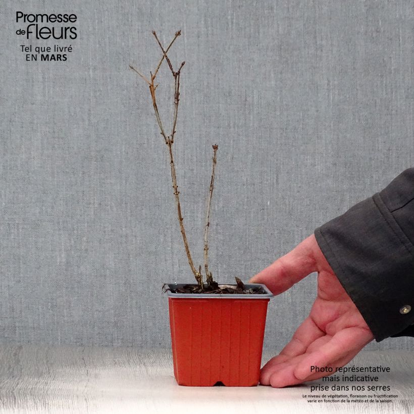 Spécimen de Euonymus alatus - Fusain ailé Godet de 8/9 cmHauteur livrée env. 10/15cm tel que livré au printemps