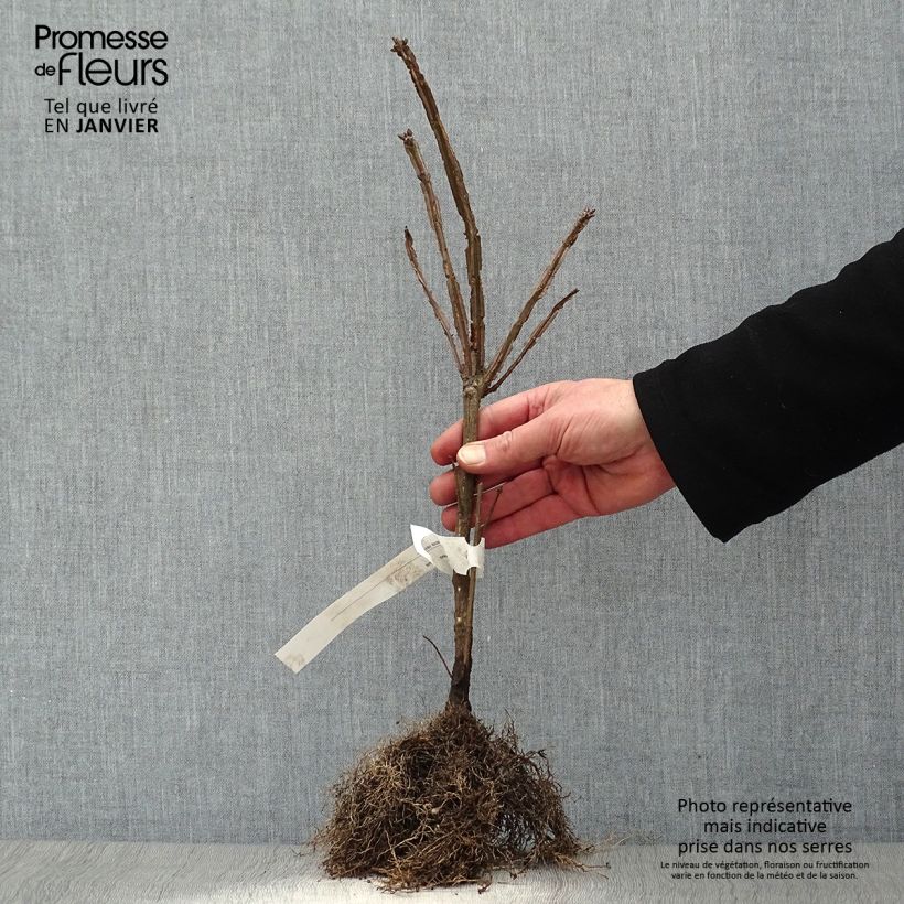 Spécimen de Euonymus alatus - Fusain ailé Petites Racines nuesHauteur livrée env. 15/+cm tel que livré en hiver