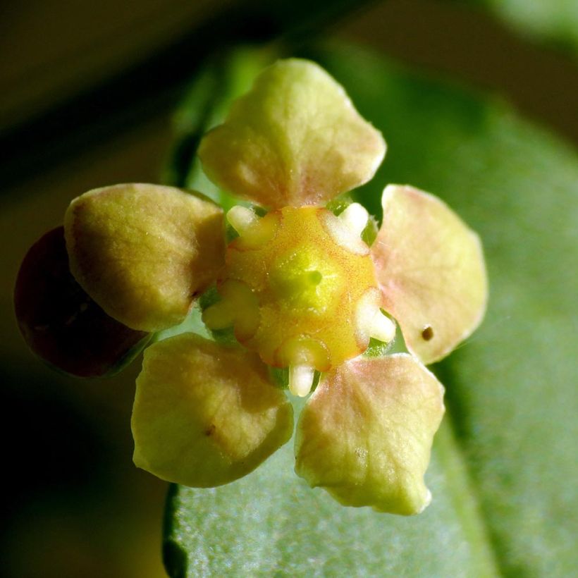 Euonymus americanus - Fusain américain (Floraison)