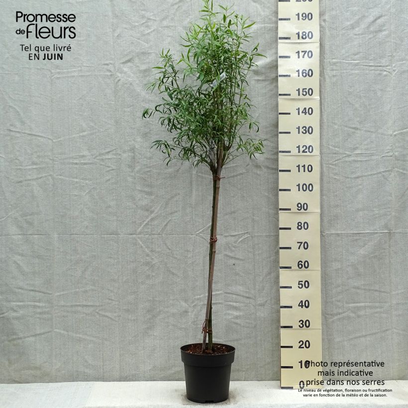 Spécimen de Euonymus clivicolus - Fusain Pot de 10L Tige tel que livré au printemps