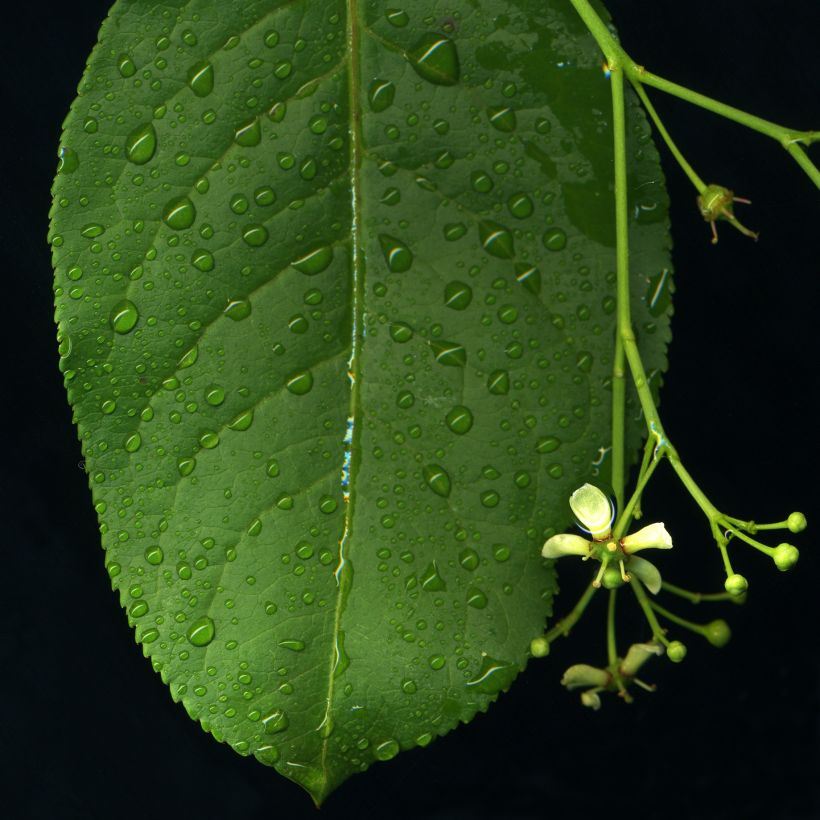 Euonymus europaeus - Fusain d'Europe (Feuillage)