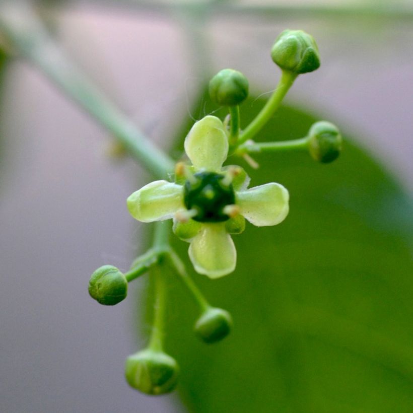 Euonymus europaeus - Fusain d'Europe (Floraison)