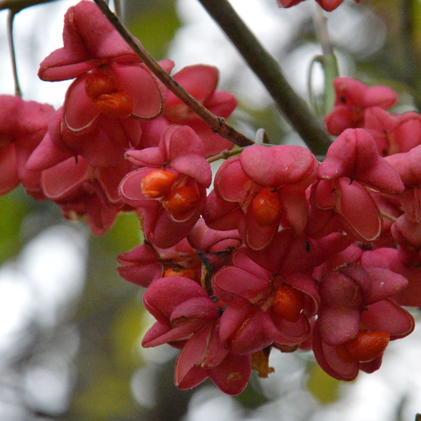 Euonymus europaeus - Fusain d'Europe (Récolte)