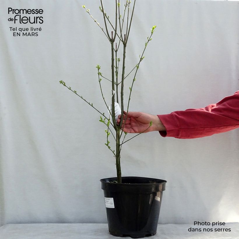 Spécimen de Euonymus europaeus - Fusain d'Europe tel que livré en hiver