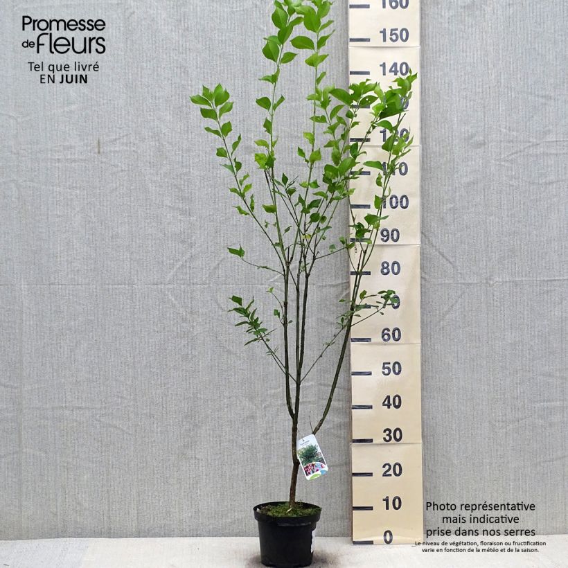 Spécimen de Euonymus europaeus - Fusain d'Europe Pot de 2L/3L tel que livré en été