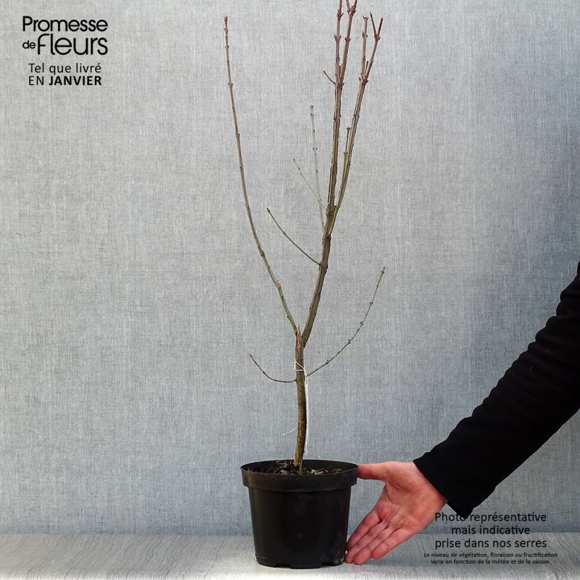 Spécimen de Euonymus europaeus - Fusain d'Europe tel que livré en hiver