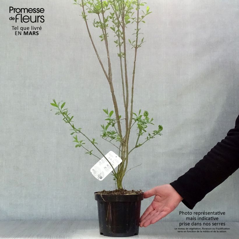 Spécimen de Euonymus europaeus - Fusain d'Europe en pot de 2/3L tel que livré au printemps
