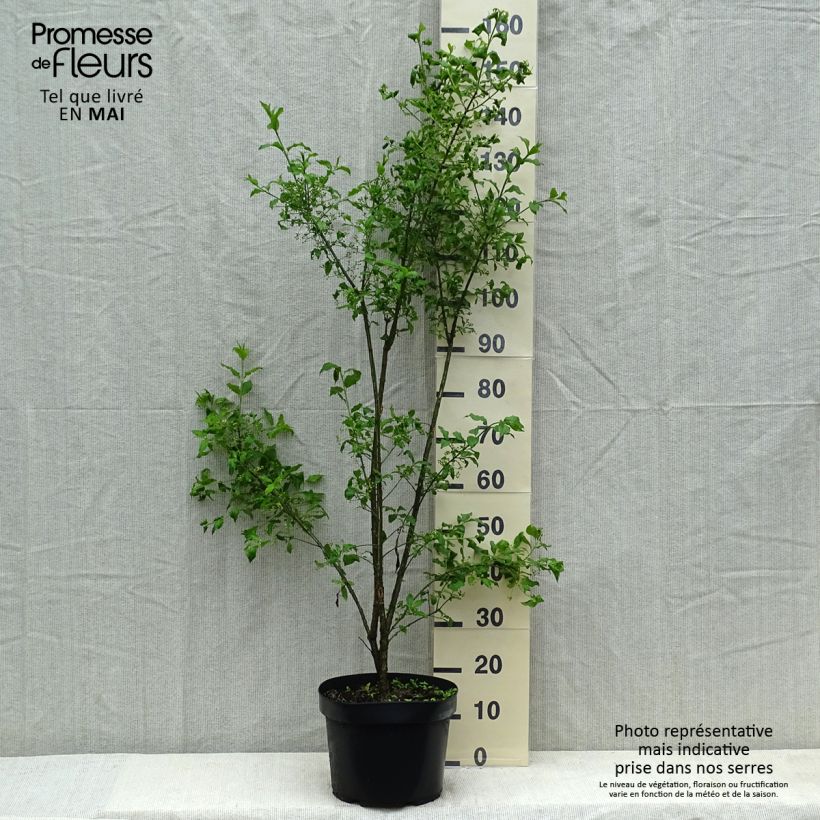 Spécimen de Euonymus europaeus - Fusain d'Europe Pot de 7,5L/10L tel que livré en été
