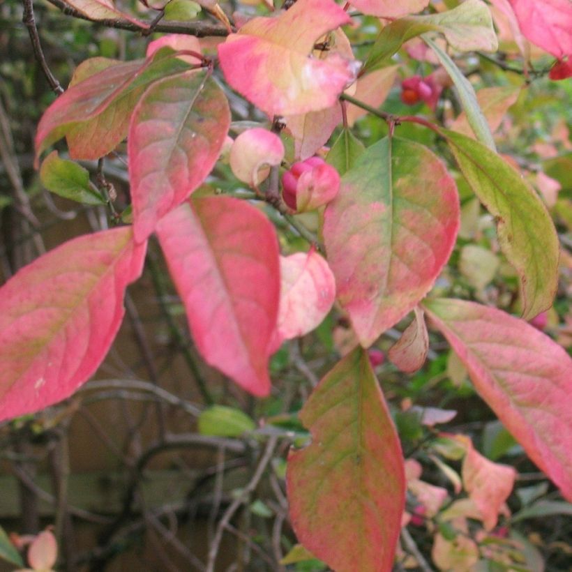 Euonymus europaeus Red Cascade - Fusain d'Europe (Feuillage)