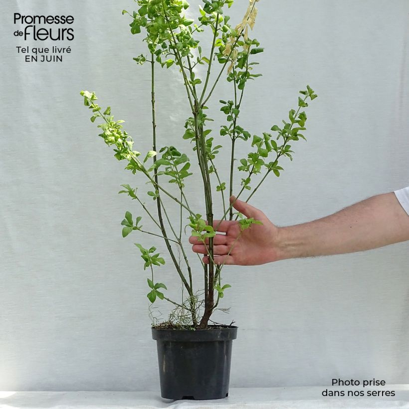 Spécimen de Euonymus europaeus Red Cascade - Fusain d'Europe Pot de 2L/3L tel que livré en été