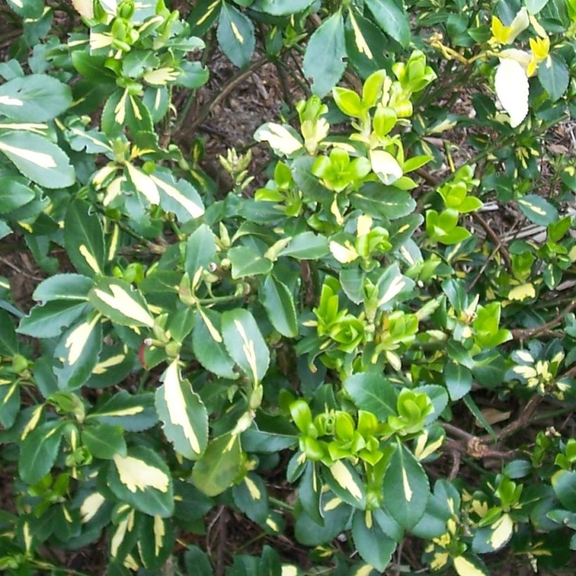 Euonymus fortunei Blondy - Fusain persistant panaché (Feuillage)