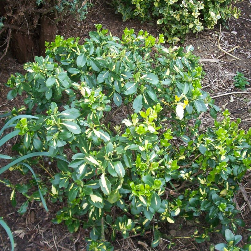 Euonymus fortunei Blondy - Fusain persistant panaché (Port)