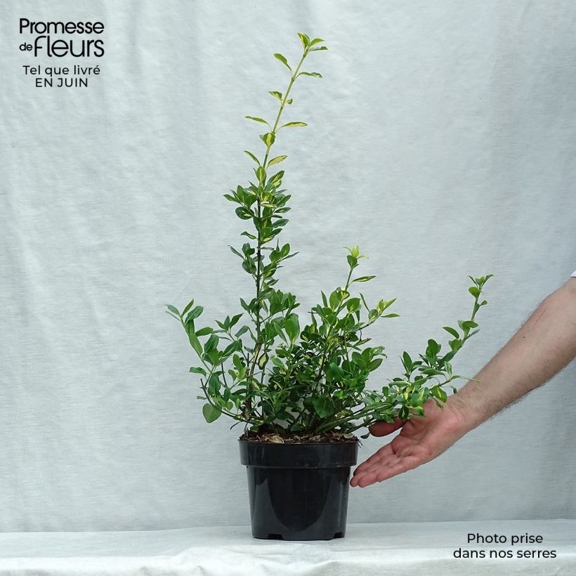 Spécimen de Euonymus fortunei Blondy - Fusain persistant panaché Pot de 2L/3L tel que livré en été