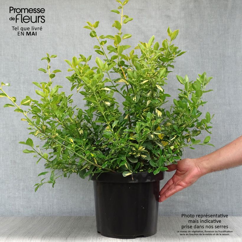 Spécimen de Euonymus fortunei Blondy - Fusain persistant panaché en pot de 7,5L/10L tel que livré au printemps