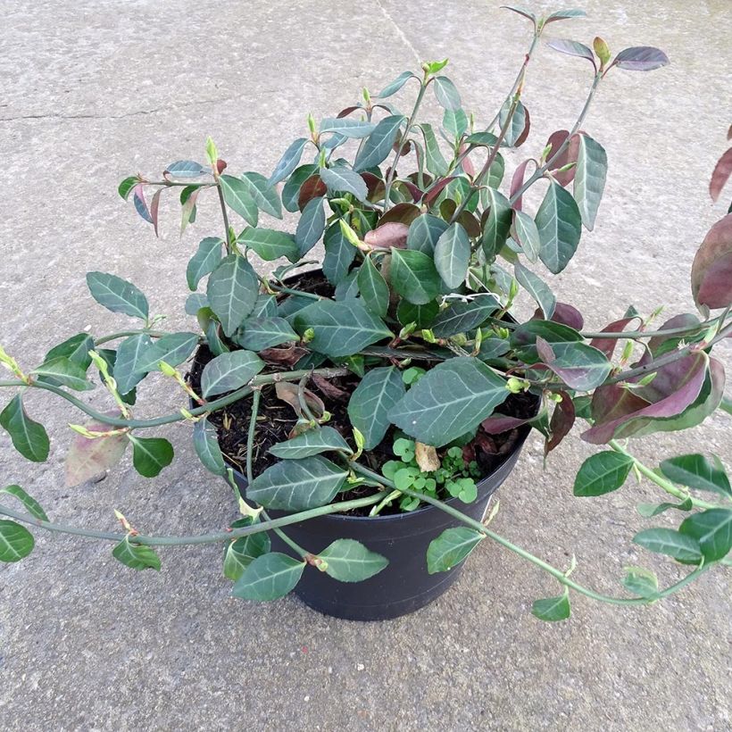 Spécimen de Euonymus fortunei Coloratus - Fusain rampant tel que livré en hiver