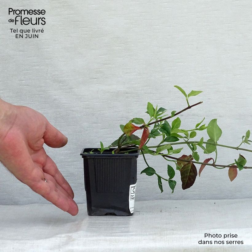 Spécimen de Euonymus fortunei Coloratus - Fusain rampant Godet de 8/9 cm tel que livré en été
