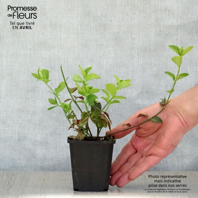 Spécimen de Euonymus fortunei Coloratus - Fusain rampant en godet de 9cm tel que livré au printemps