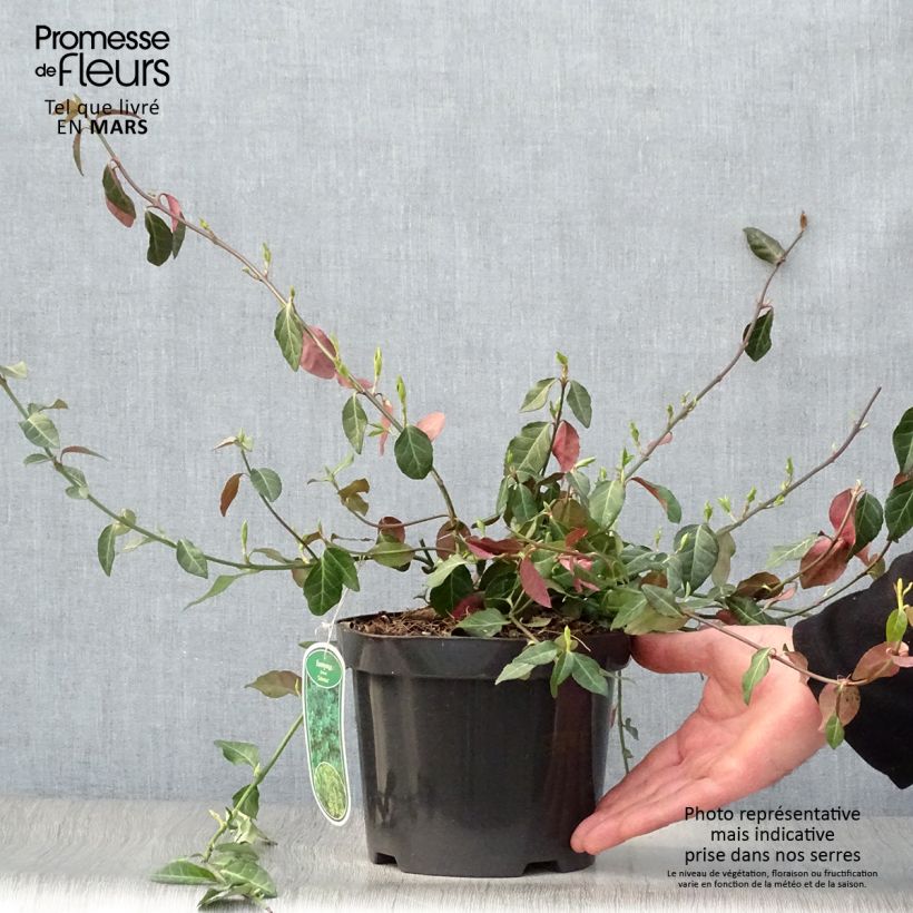 Spécimen de Euonymus fortunei Coloratus - Fusain rampant tel que livré au printemps
