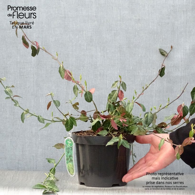 Spécimen de Euonymus fortunei Coloratus - Fusain rampant en pot de 2/3L tel que livré au printemps