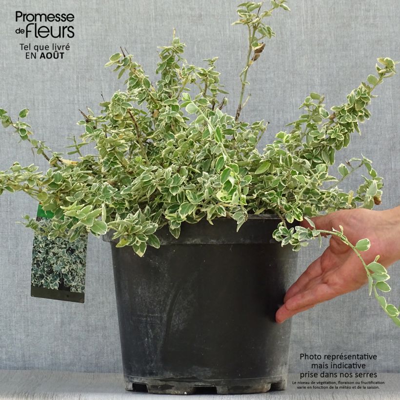 Spécimen de Euonymus fortunei Emerald Gaiety - Fusain Pot de 7,5L/10L tel que livré en été