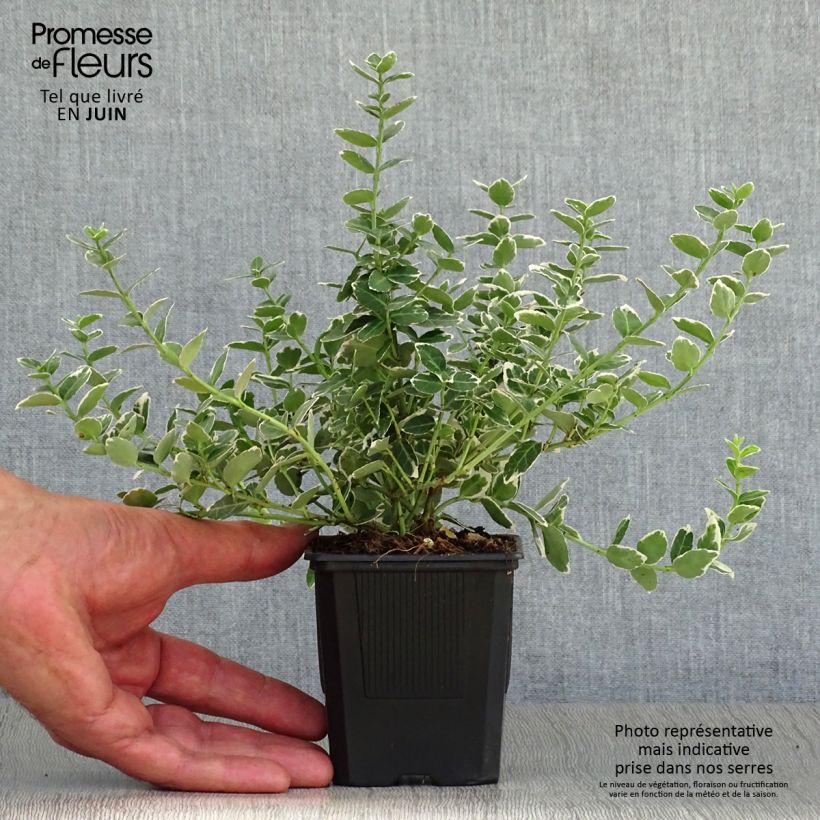 Spécimen de Euonymus fortunei Emerald Gaiety - Fusain Godet de 8/9 cm tel que livré en été