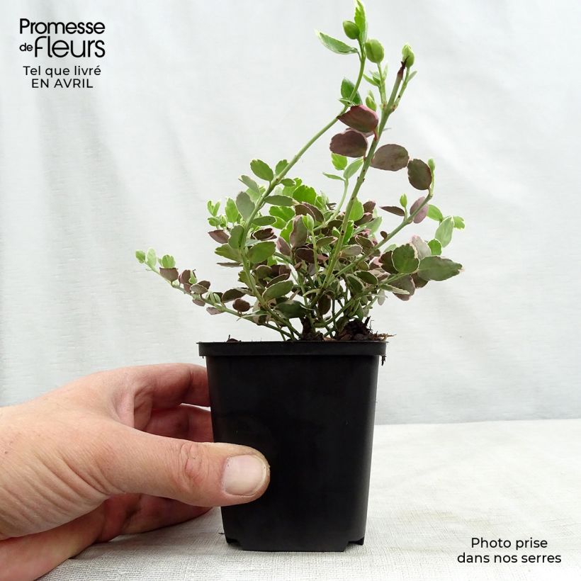 Spécimen de Euonymus fortunei Emerald Gaiety - Fusain Godet de 8/9 cmHauteur livrée env. 10/15cm tel que livré au printemps