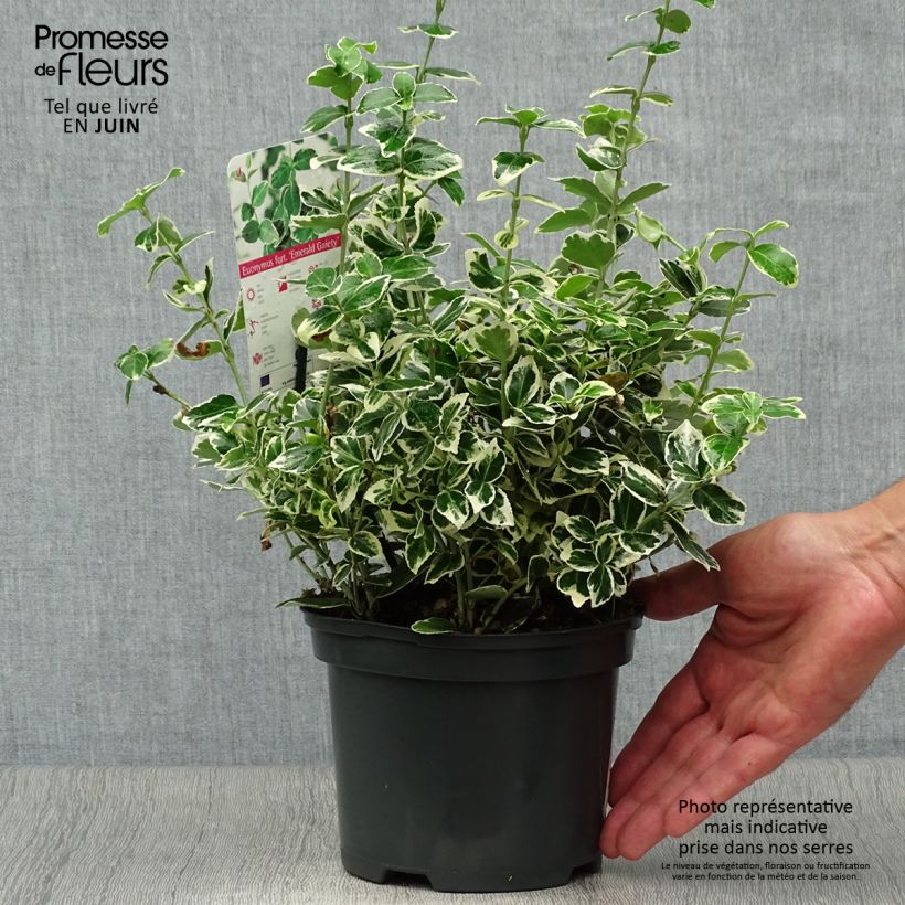 Spécimen de Euonymus fortunei Emerald Gaiety - Fusain Pot de 2L/3L tel que livré en été