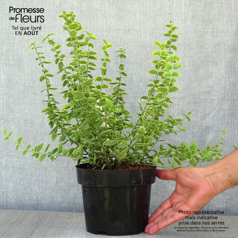 Spécimen de Euonymus fortunei Emerald 'n gold - Fusain Pot de 2L/3L tel que livré en été