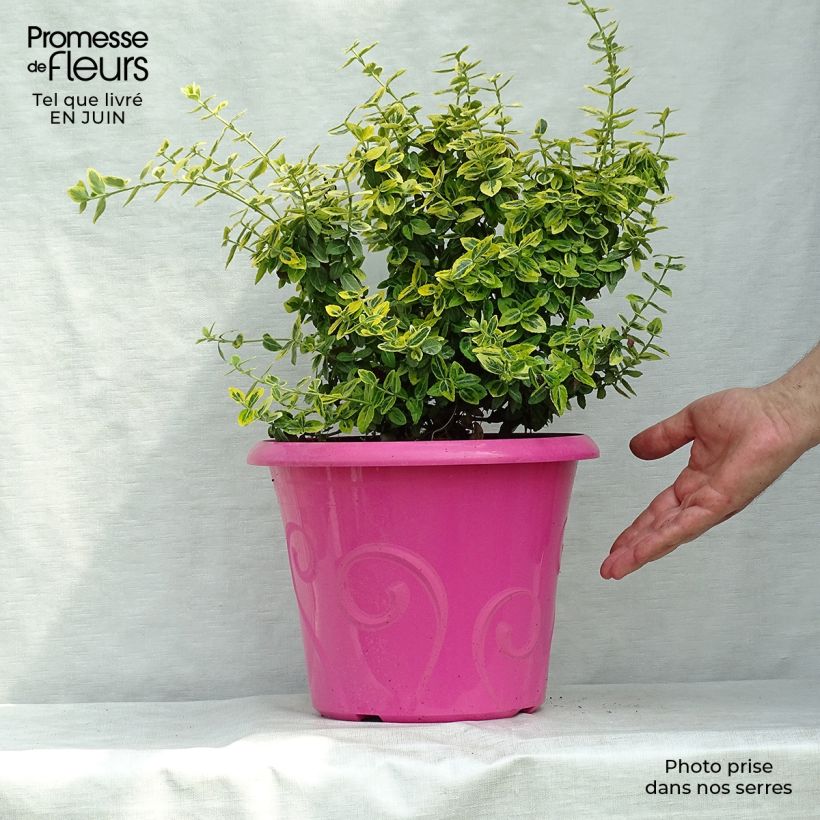 Spécimen de Euonymus fortunei Emerald 'n gold - Fusain Pot de 4L/5L tel que livré en été