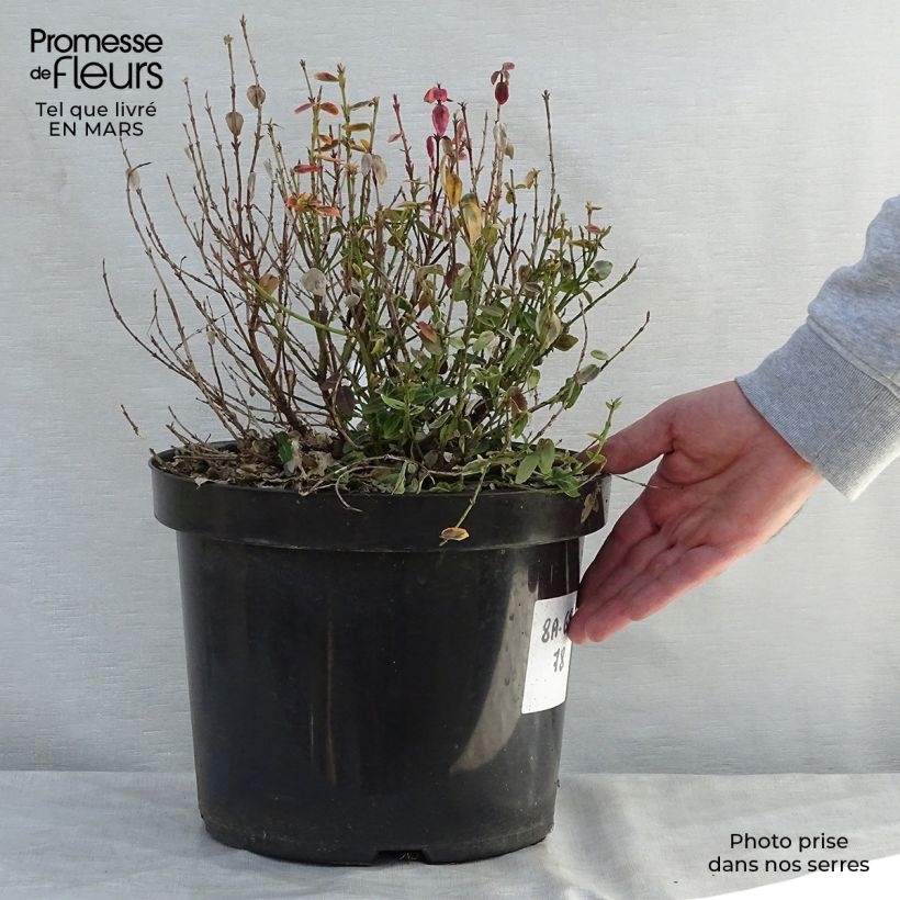 Spécimen de Euonymus fortunei Emerald 'n gold - Fusain Pot de 4L/5LHauteur livrée env. 30/+cm tel que livré au printemps