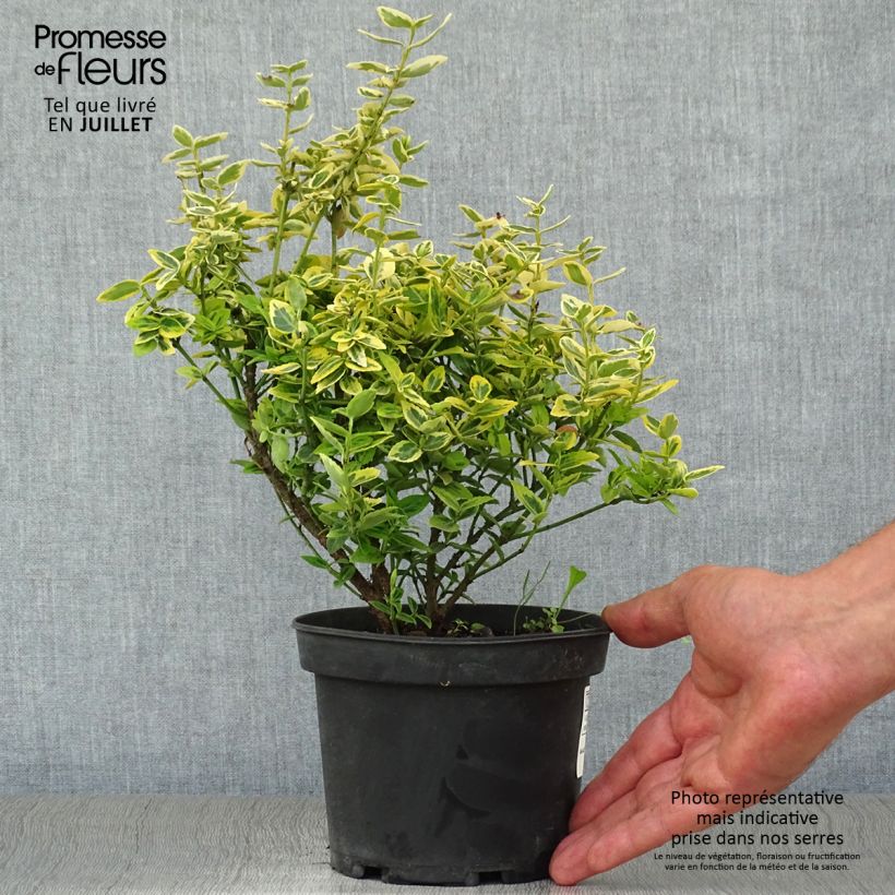Spécimen de Euonymus fortunei Emerald 'n gold - Fusain Pot de 1L/1,5L tel que livré en été