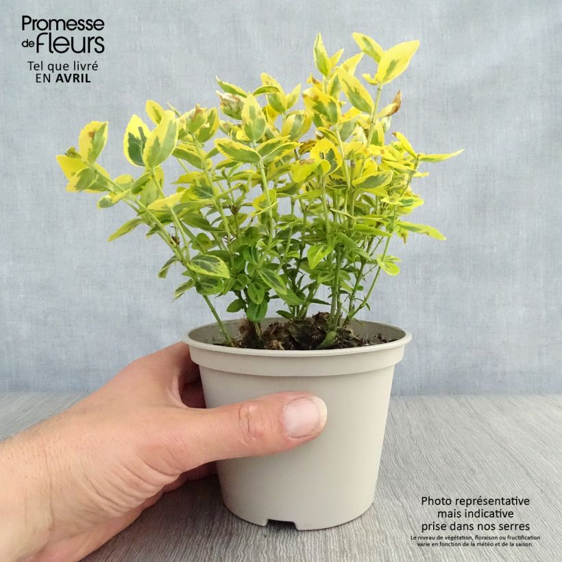 Spécimen de Euonymus fortunei Emerald 'n gold - Fusain en pot de 1L/1,5L tel que livré au printemps