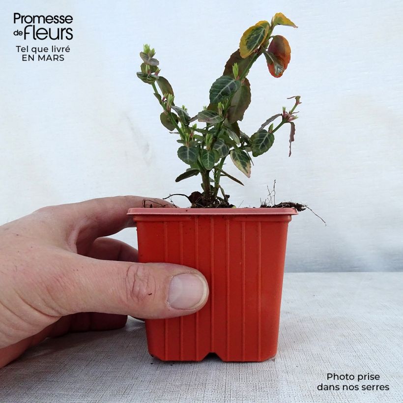 Spécimen de Euonymus fortunei Emerald 'n gold - Fusain Godet de 8/9 cmHauteur livrée env. 10/15cm tel que livré au printemps