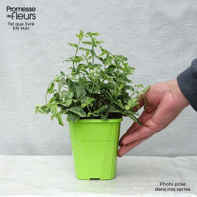 Spécimen de Euonymus fortunei Golden Harlequin - Fusain nain persistant Pot de 1L/1,5L tel que livré au printemps