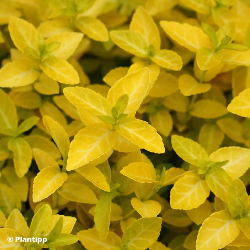 Euonymus fortunei Goldy - Fusain persistant (Feuillage)