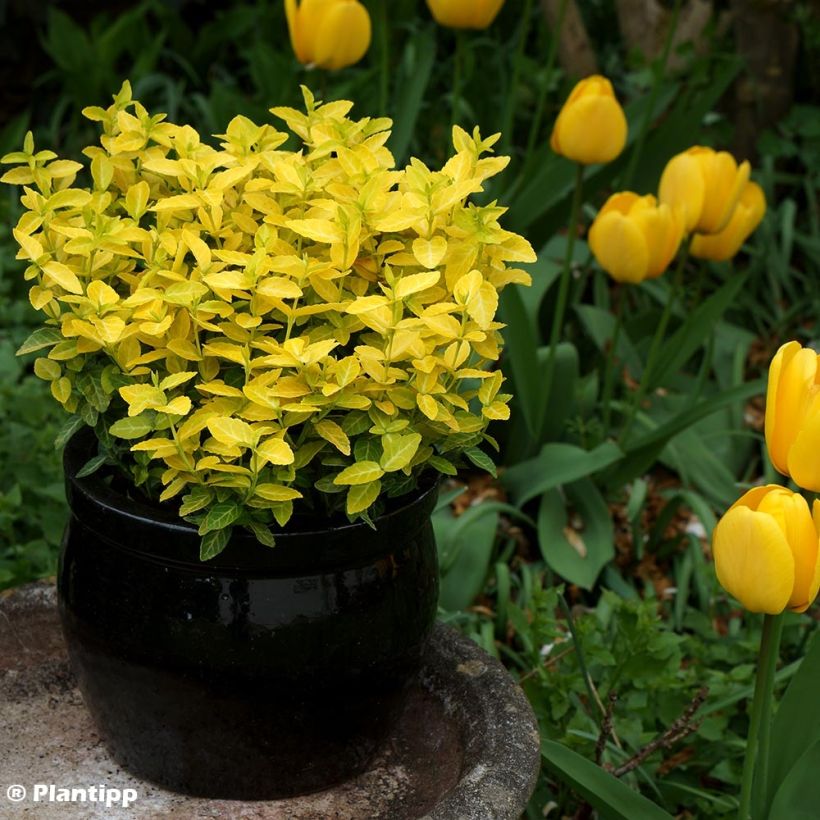 Euonymus fortunei Goldy - Fusain persistant (Port)