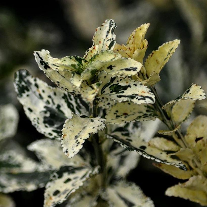 Euonymus fortunei Harlequin - Fusain persistant panaché (Feuillage)