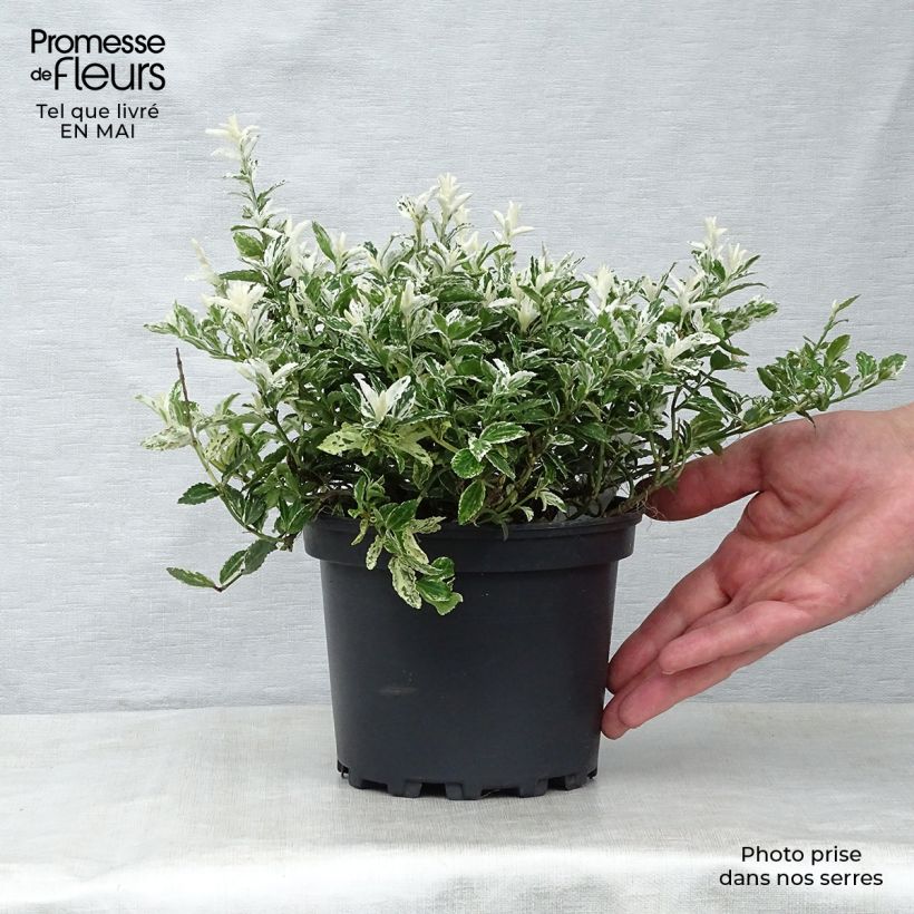 Spécimen de Euonymus fortunei Harlequin - Fusain persistant panaché en pot de 2L/3L tel que livré au printemps